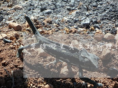 楚雄哪里有离婚纠纷律师网上咨询 楚雄哪里有离婚纠纷律师网上咨询