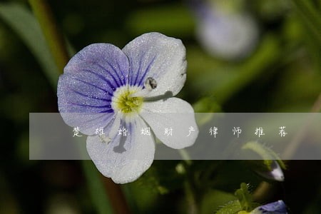 楚雄婚姻财产律师推荐 楚雄婚姻财产律师推荐