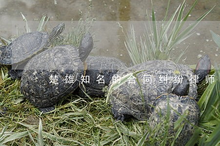 楚雄知名的合同纠纷律师联系方式
