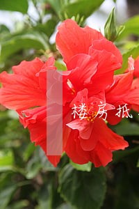 楼房抵押贷款逾期有什么后果