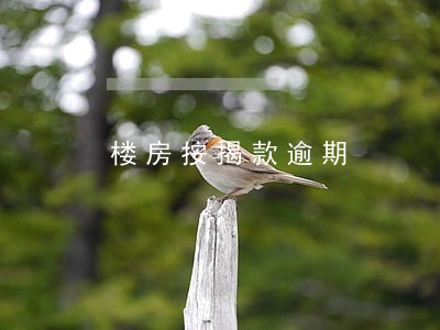 楼房按揭款逾期 楼房按揭款逾期