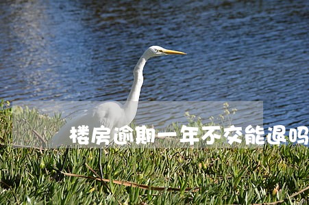 楼房逾期一年不交能退吗 楼房逾期一年不交能退吗