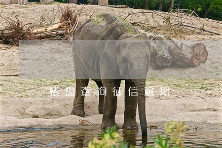 楼盘查询征信逾期 楼盘查询征信逾期