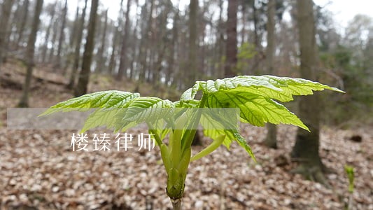 楼臻律师 楼臻律师