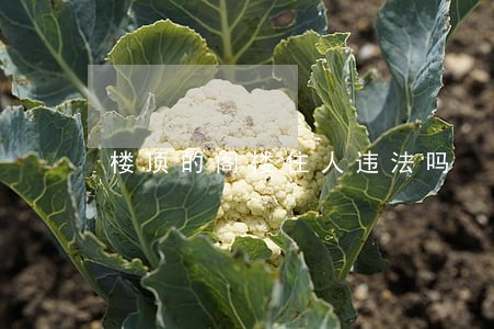 楼顶的阁楼住人违法吗 楼顶的阁楼住人违法吗