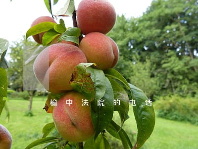 榆中法院的电话 榆中法院的电话