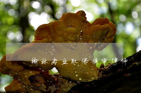 榆林专业取保候审律师 榆林专业取保候审律师