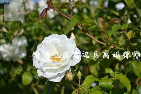 榆林地区定边县离婚律师 榆林地区定边县离婚律师