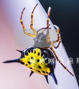 榆林网贷逾期停息分期申请条件 榆林网贷逾期停息分期申请条件