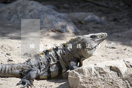 榆林跑滴滴违法吗 榆林跑滴滴违法吗