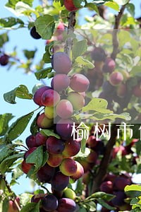 榆树市债权债务律师预约电话 榆树市债权债务律师预约电话