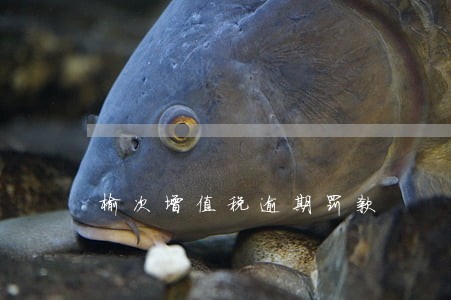 榆次增值税逾期罚款 榆次增值税逾期罚款