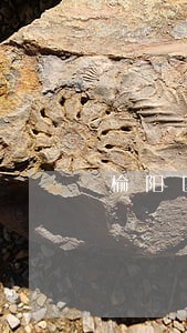 榆阳区法律咨询热线