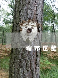 榕市区整治乱停车等5类交通违法 榕市区整治乱停车等5类交通违法
