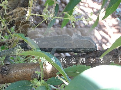 榕易有钱逾期会怎么样 榕易有钱逾期会怎么样