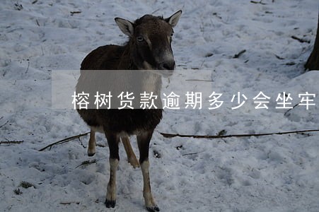 榕树货款逾期多少会坐牢判刑