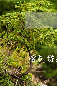 榕树贷款己逾期图片 榕树贷款己逾期图片