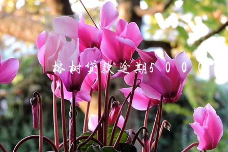 榕树贷款逾期5000 榕树贷款逾期5000