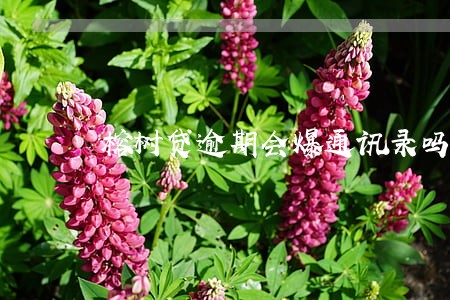 榕树贷逾期会爆通讯录吗 榕树贷逾期会爆通讯录吗