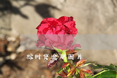 榕树贷逾期图片