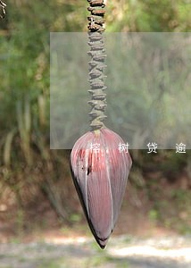 榕树贷逾期接到委托方电话