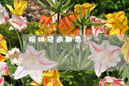 榕树贷逾期费 榕树贷逾期费