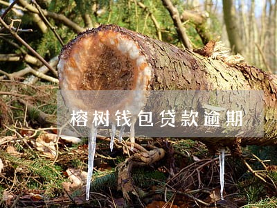 榕树钱包贷款逾期 榕树钱包贷款逾期