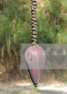 榕江住房公积金逾期贷款 榕江住房公积金逾期贷款