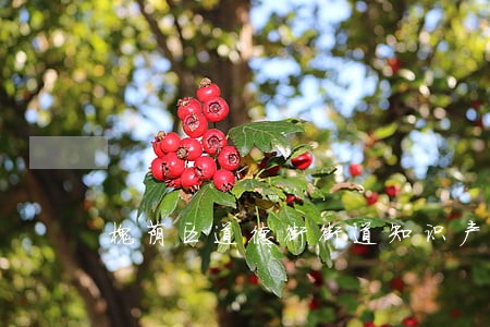 槐荫区道德街街道知识产权律师 槐荫区道德街街道知识产权律师