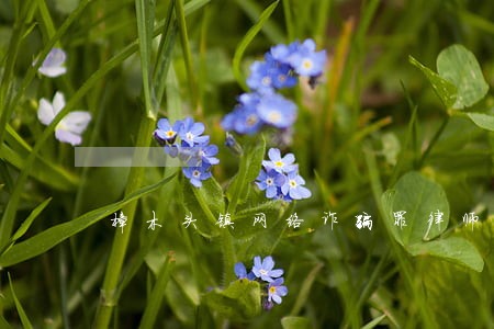 樟木头镇网络诈骗罪律师收费 樟木头镇网络诈骗罪律师收费