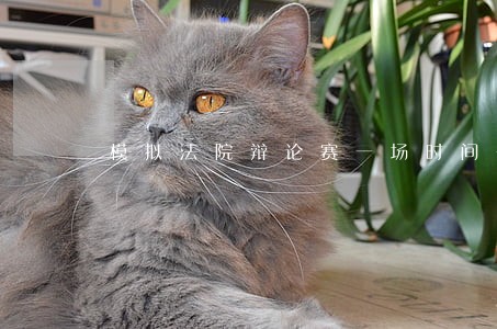 模拟法院辩论赛一场时间多长 模拟法院辩论赛一场时间多长
