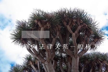 横向法律关系一般称为