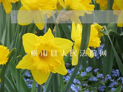 横山县人民法院网