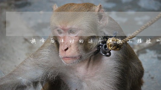 横峰后洋村的这个违法工程被叫停
