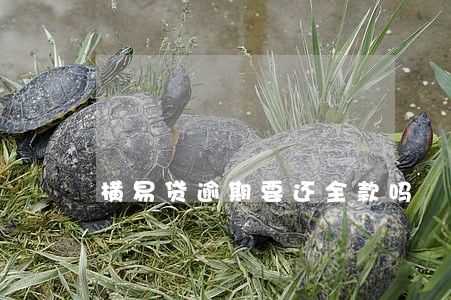 横易贷逾期要还全款吗 横易贷逾期要还全款吗