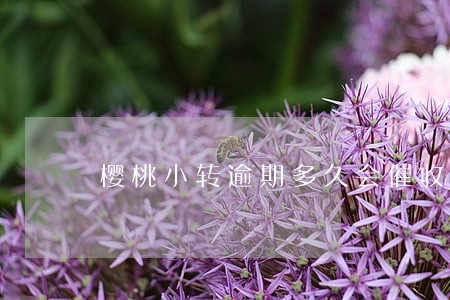 樱桃小转逾期多久会催收