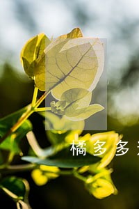 橘多多逾期三个月 橘多多逾期三个月