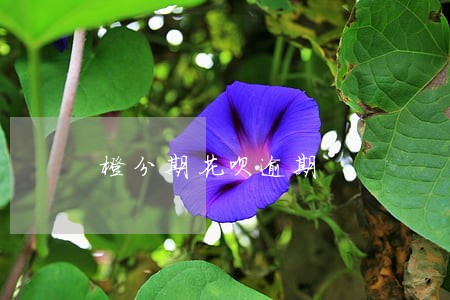 橙分期花呗逾期 橙分期花呗逾期