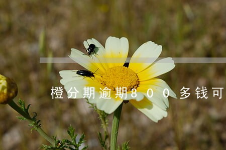 橙分期逾期800多钱可以立案吗