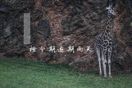 橙分期逾期两天
