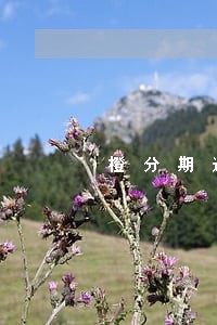 橙分期逾期四天 橙分期逾期四天