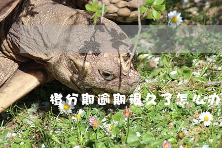 橙分期逾期很久了怎么办 橙分期逾期很久了怎么办