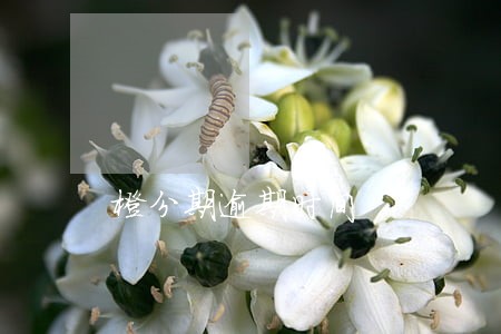 橙分期逾期时间 橙分期逾期时间