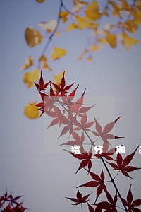 橙分期逾期短信是多少 橙分期逾期短信是多少