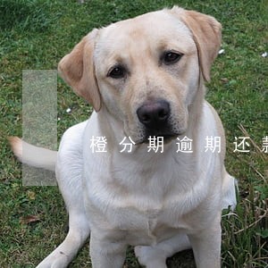 橙分期逾期还款多久能恢复征信 橙分期逾期还款多久能恢复征信