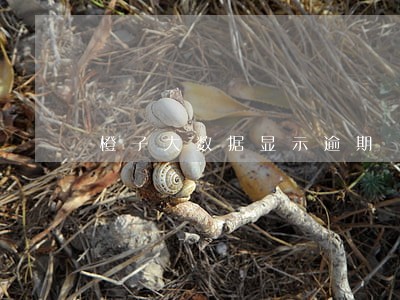 橙子大数据显示逾期 橙子大数据显示逾期