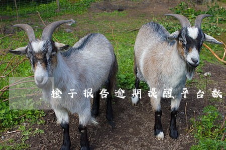 橙子报告逾期提醒平台数啥意思 橙子报告逾期提醒平台数啥意思