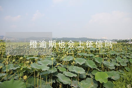 橙逾期也会上征信吗 橙逾期也会上征信吗