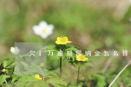 欠1万逾期滞纳金怎么算 欠1万逾期滞纳金怎么算