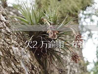 欠2万逾期一年还4万 欠2万逾期一年还4万